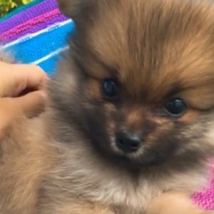 Meet your Posher, Nataly